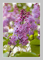 photo "The Branch of lilac"