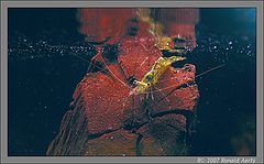photo "In my aquarium"