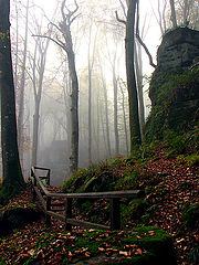 фото "Path"