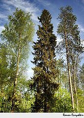 photo "Spring triumvirate..."