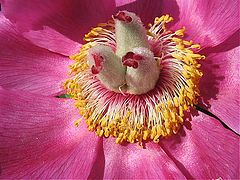 фото "Flower."
