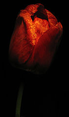 photo "***"