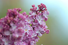 photo "***"