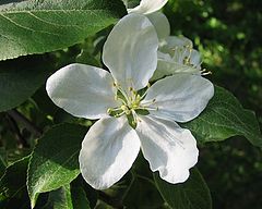 photo "Flower of an apple-tree"