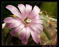 photo "Gymnocalicium Damsii"