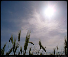 фото "Field Memories"