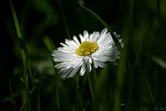 photo "***"