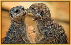 photo "Fresh gossip"