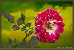 photo "***"