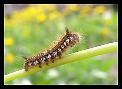 фото "The caterpillar"