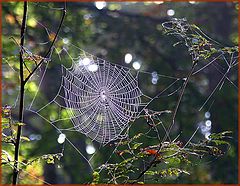 photo "spider's web"