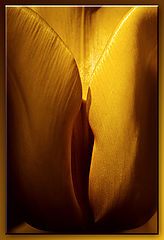 photo "Flowers of speech"