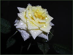 photo "***"