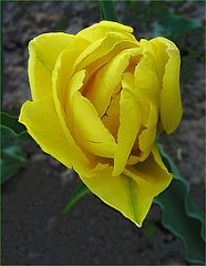 photo ""Texas Gold" for Alvarina"