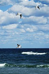 photo "...gliding towards..."