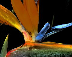 фото "Paradise"