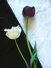 фото "Two flowers"
