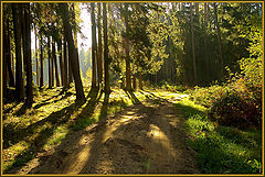 photo "Forest road"