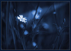 photo "Lunar flower"