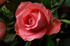 фото "Rose " Blessings ""