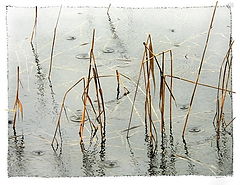 photo "The Sad Spring"