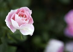 фото "Blue Pink"