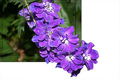 фото "Purple greetings"
