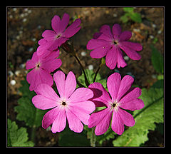 photo "***"