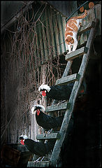 photo "Again, these three ..."