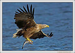 photo "Fresh Meal"