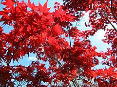 фото "Red Maple"