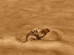 photo "*"