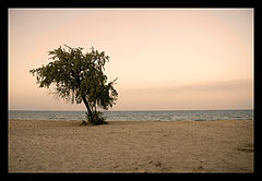 photo "Alone... by the sea"