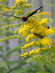 photo "The master of bees"