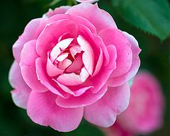 фото "Big pink flower"