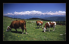 photo "Atom Heart Mothers..."