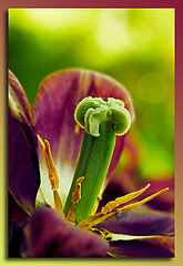photo "Flowers of speech"
