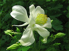 photo "Aquilegia"