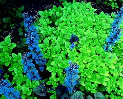 фото "" Ajuga ""