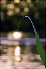 photo "***"