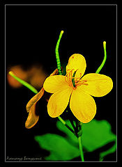 photo "***"