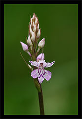 photo "Spotted orchid"