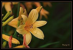 photo "***"