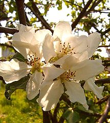 фото "Яблони в цвету..."