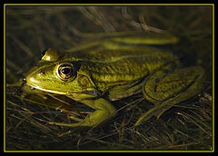 photo "A PRINCE IN WAITING"
