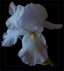 photo "Iris"