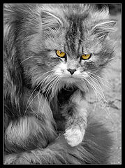 photo "Grey, angry, with yellow eyes..."