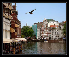photo "The Bird"