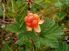 photo "Cloudberry"