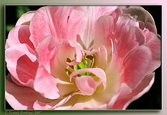 photo "A tulip"